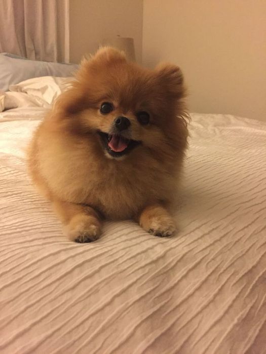 выгулшик для собак