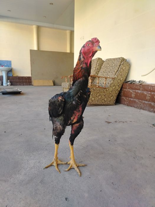 Апрельский дакан 5 кг