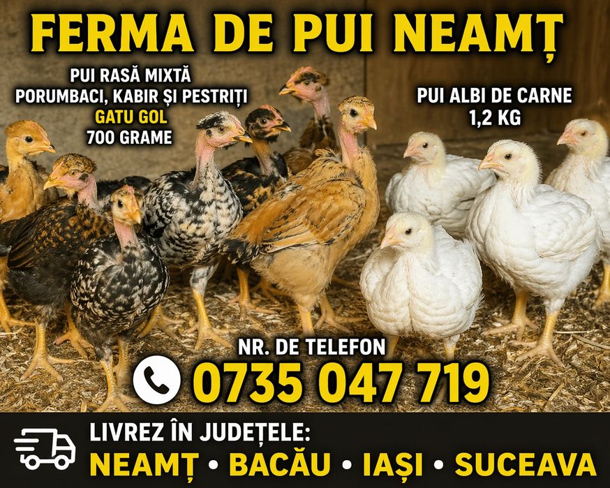 Ferma de puii rasa mixta porumbaci kabir și puii albi de carne