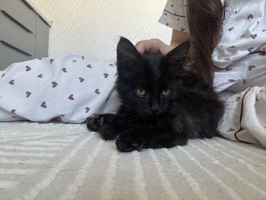 Ищу добрые руки для котенка!