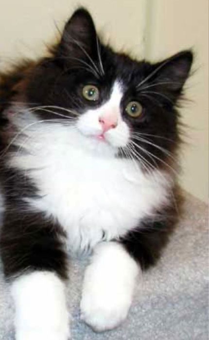 Maine Coon         B