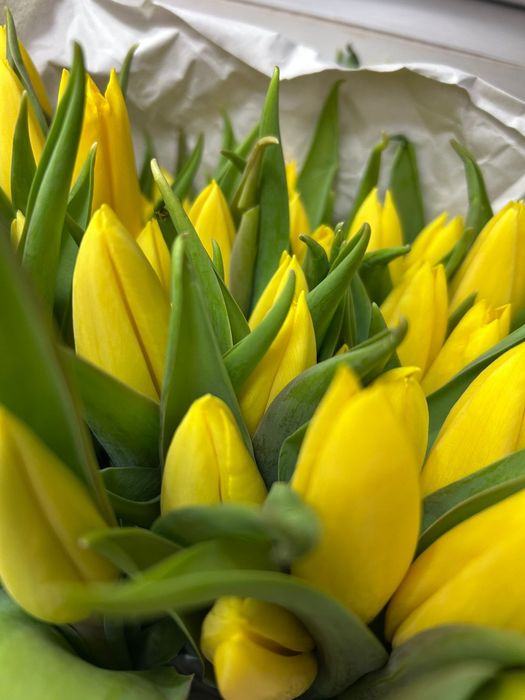 Тюльпаны Голландия