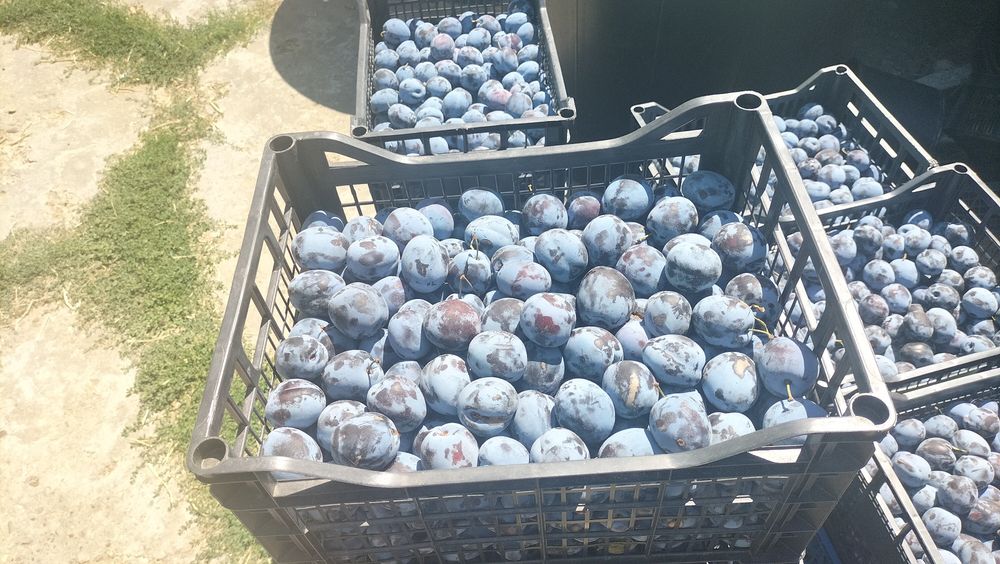 Vând Prune pentru țuică