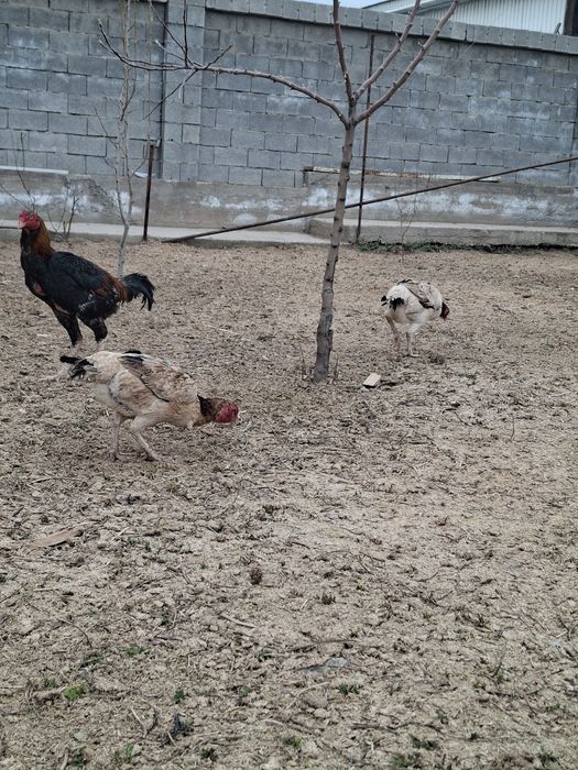 Китай микс яйцо  .