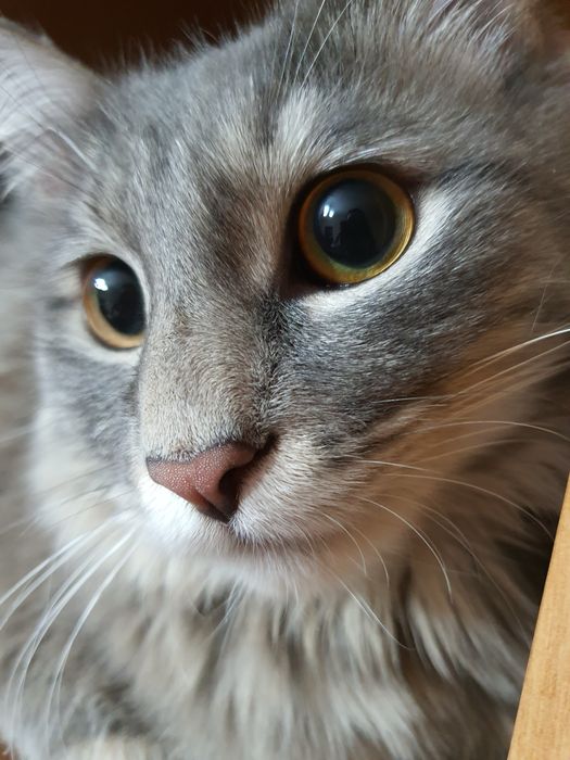 Отдаю кота в добрые руки