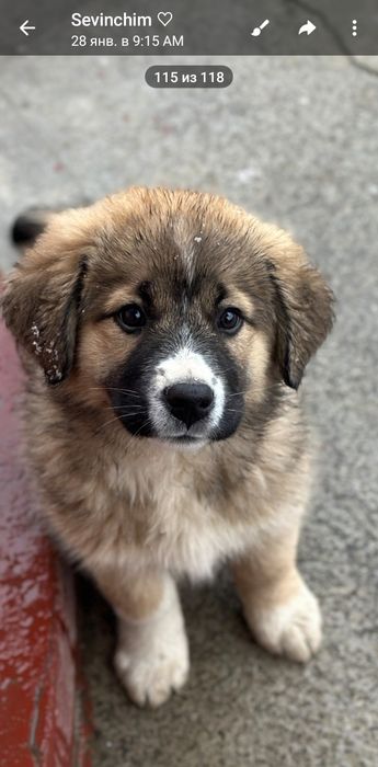 Kuchukcha 3 oylik hayvon sevar insonlarga beriladi