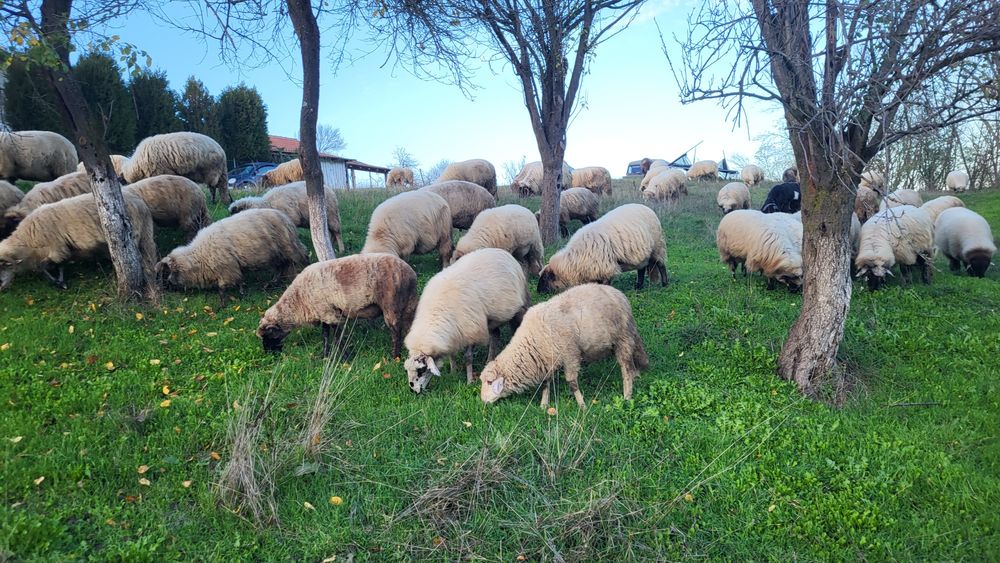 Oi+miei  de vanzare