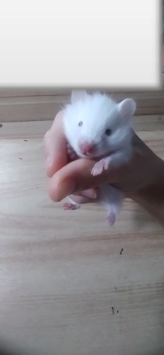 Срочно продаётся сирийский хомячок!