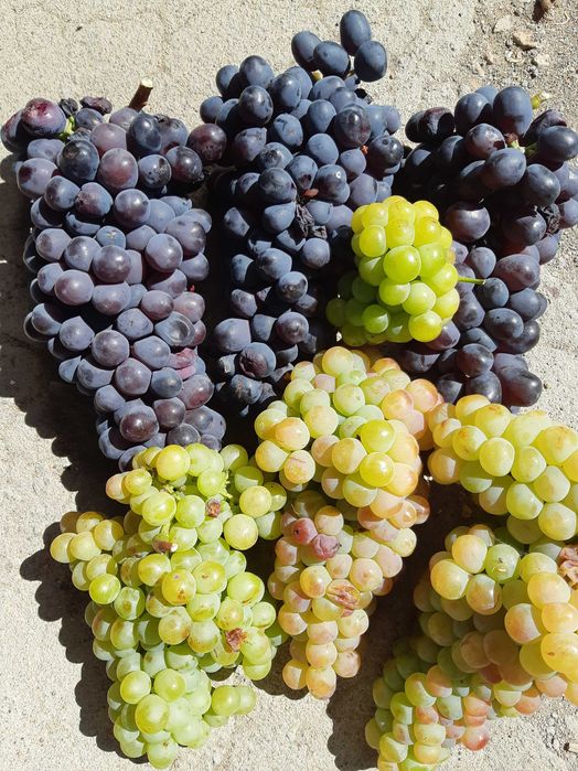 продам дачу, первая береговая линия