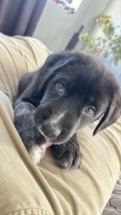 Дизайнерско Кане Корсо