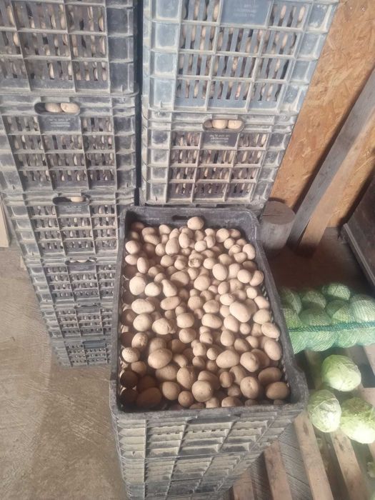 Vand morcovi, patrunjel si cartofi pt animale