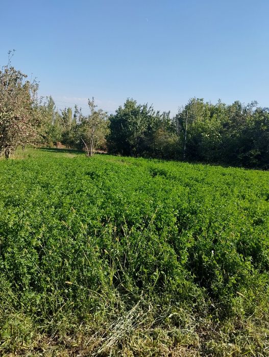 Bostonliq tumanida yer sotiladi