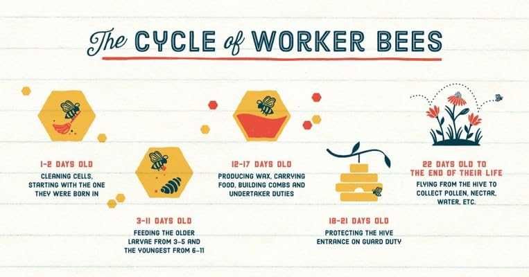 Чистый мед из США