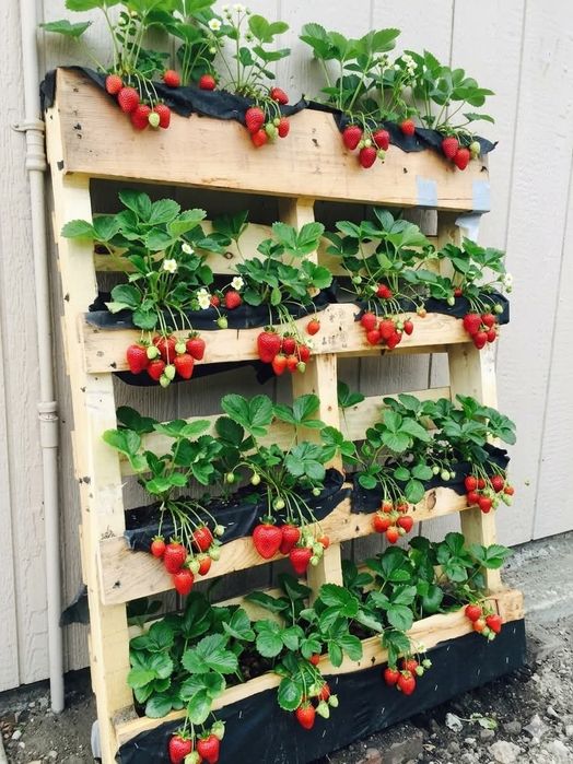 Разсад Ягоди и малини