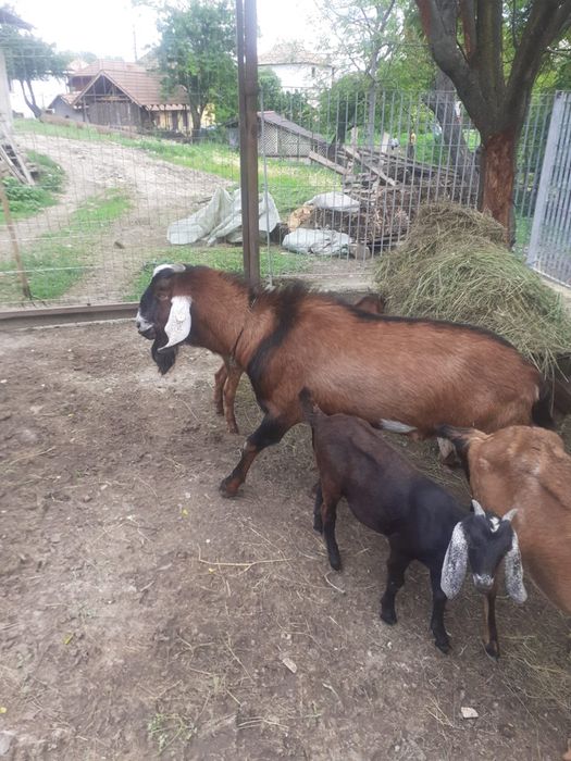 De vanzare capre si iezi  rasa anglo nubian