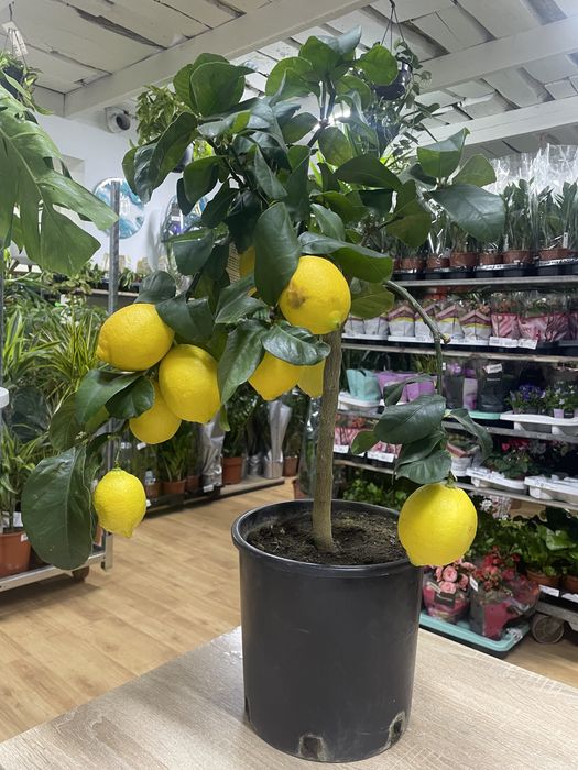 Лимон сррта Майер