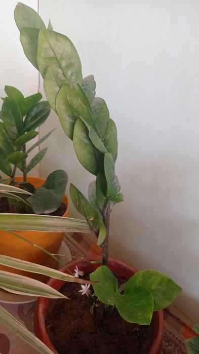 Гуллар сотилади буйи 25 30см