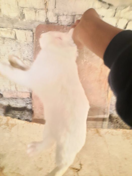 Кролики домашние