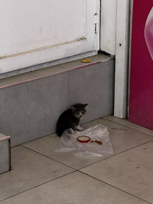 Котенок в добрые руки