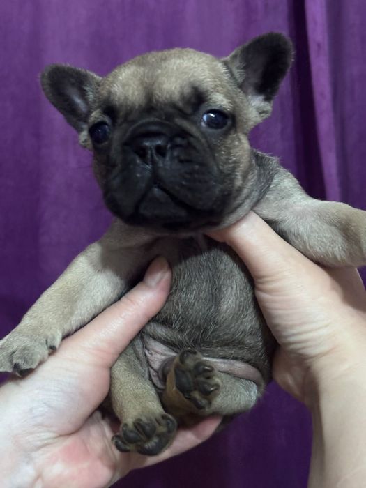 Щенки французского бульдога!