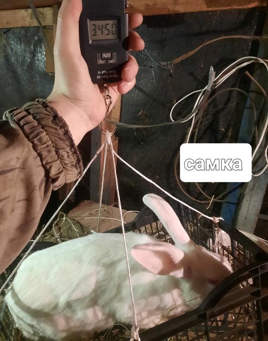 Кролики на племя