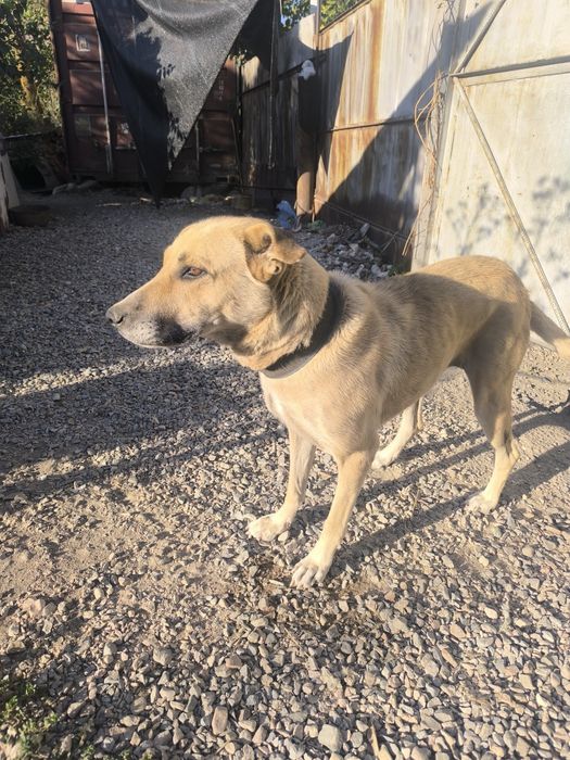 Щенки отдам даром