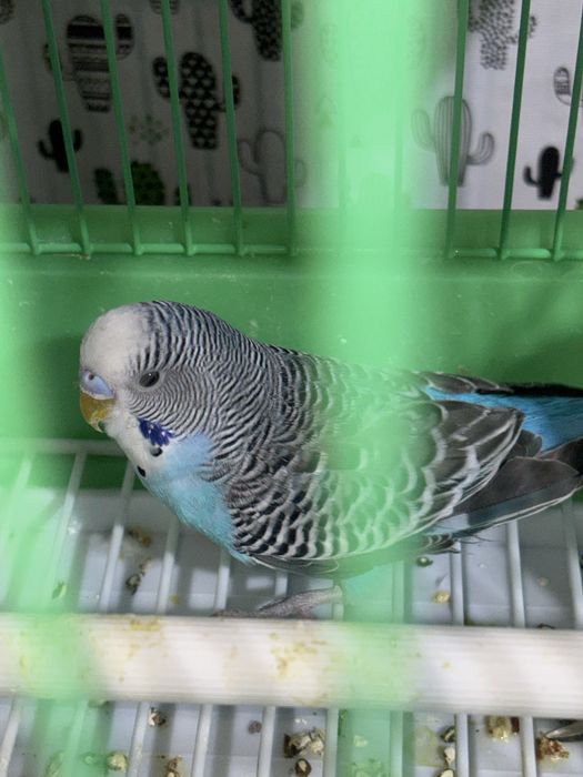 Попугаи Волнисиков