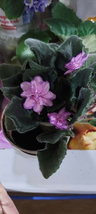 Продам сортовые фиалки