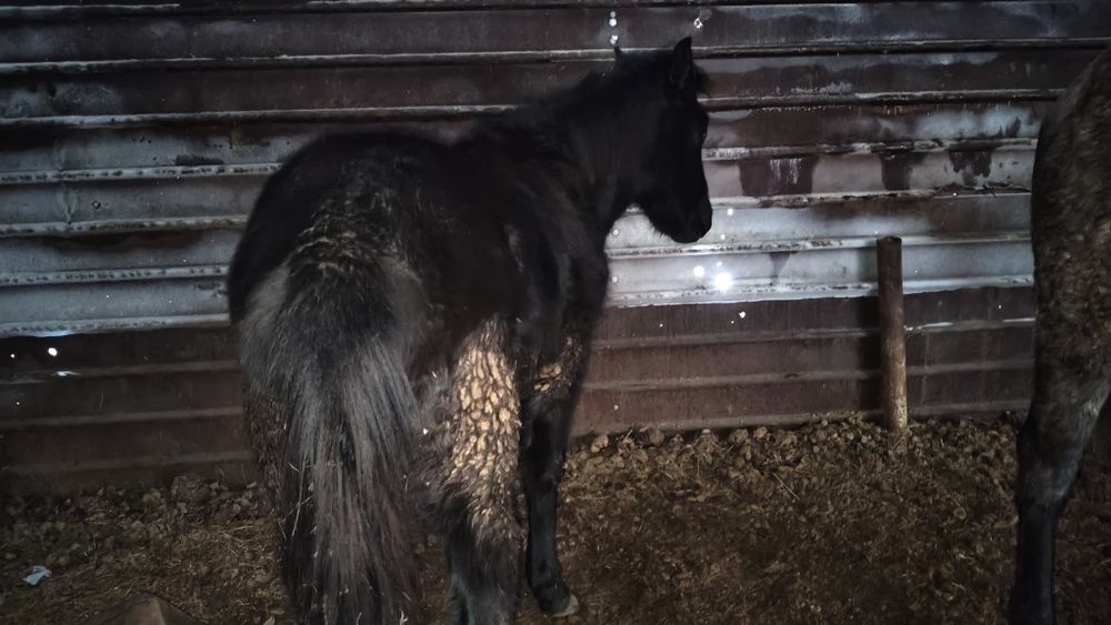 Продам жеребёнка Тая.