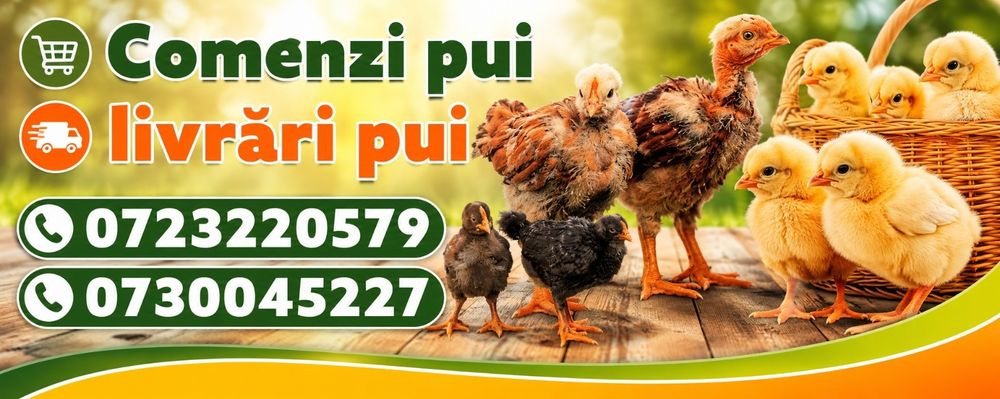 Pui de vanzare BIO