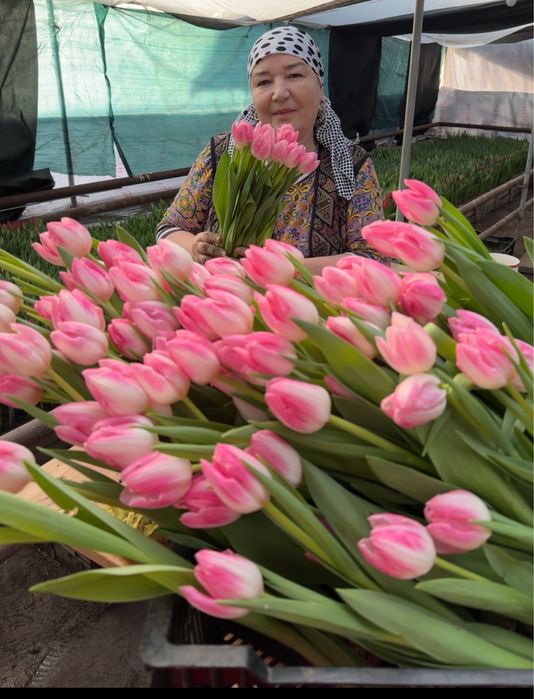 Тюльпаны оптом и в розницу.Тюльпаны Голлондские оптом