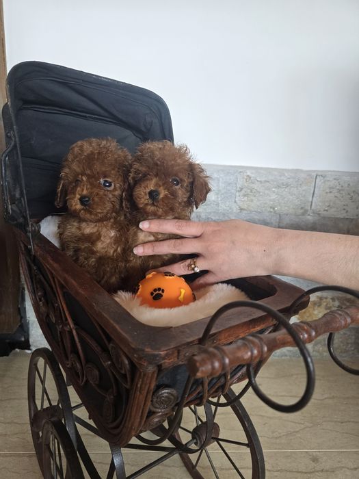 Тийкъп Пудел момичета