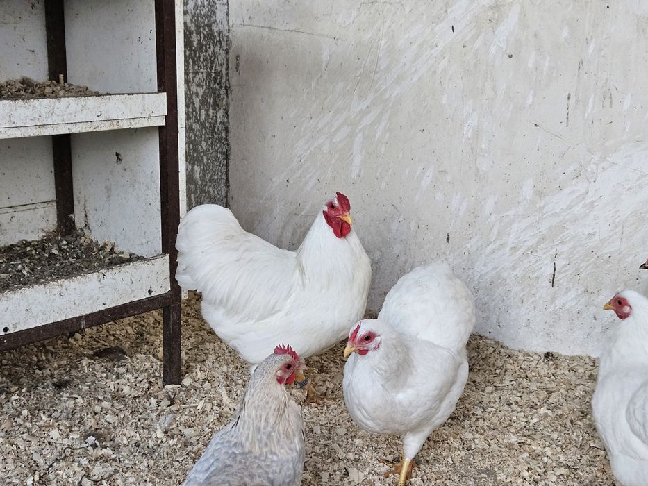 Vand sau schimb cu papagali familii sau cocosi  wiandotte