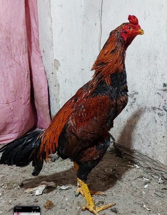 Дакан. Бойцовский петух