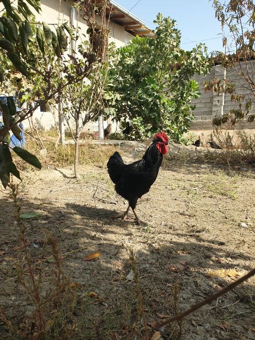 Xurozlar  петухи