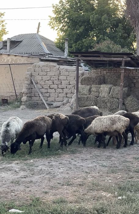 Қойлар сатылады,продаются овцы