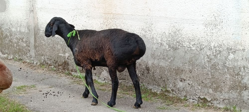 Хам эхсонга хам зотга олса булади  Кузи кучкорлар . Еб ичишига жавоб