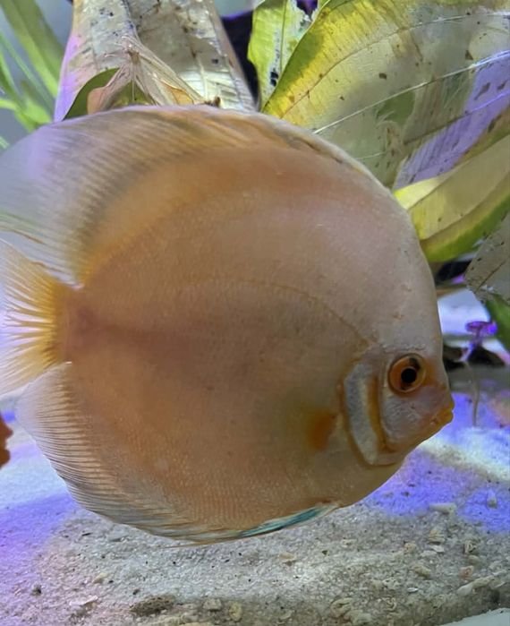 Дискуси и Channa