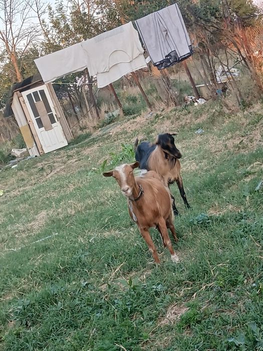 Vand capre rasa 2500 lei negociabil 2