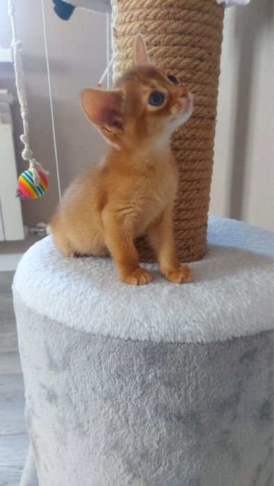 Абиссинские котята