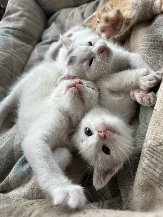 Отдам котят 2 месяца