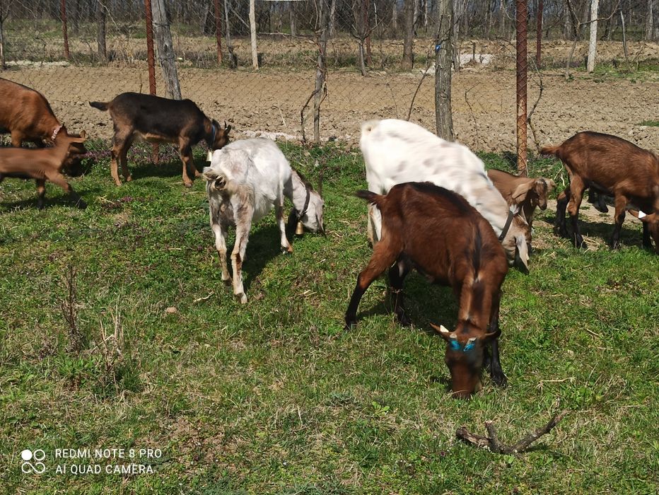 Vând capre alpin francez