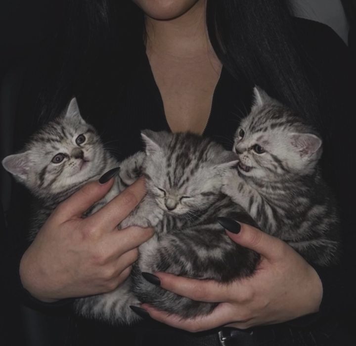 Котята британской породы