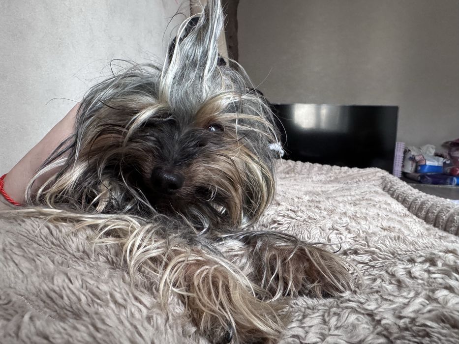 Йоркширский терьер еркширский тэрьер