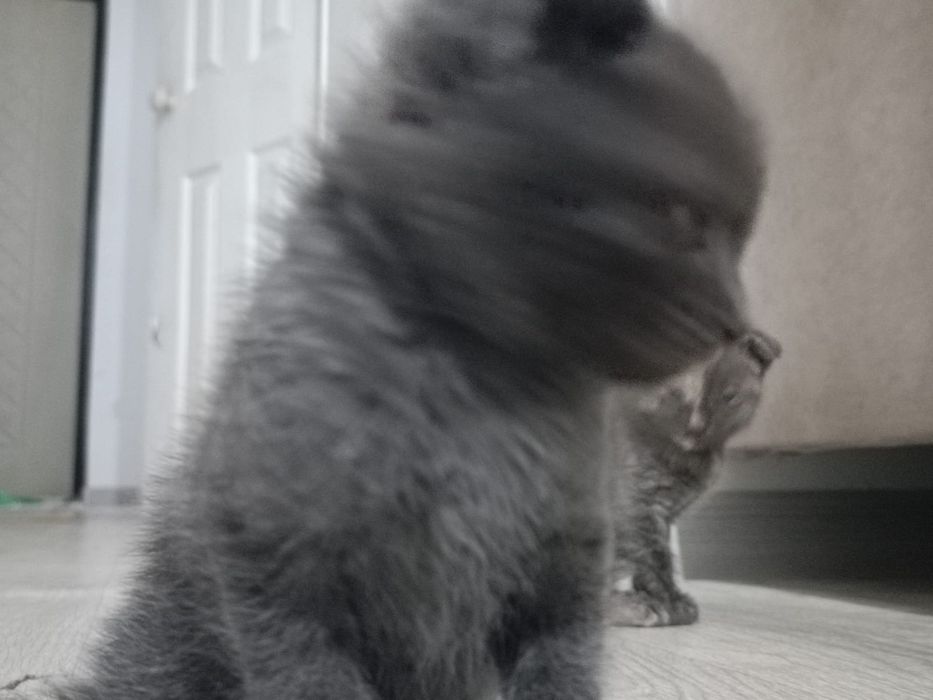 Котята в хорошие руки
