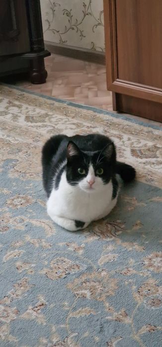 Отдадим котика в добрые руки