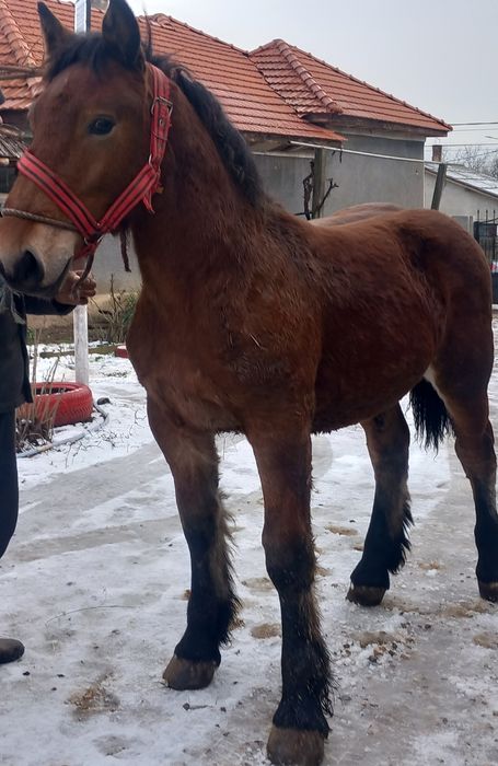 Mănz greu de vânzare