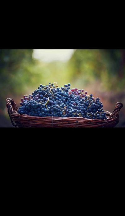 Struguri de vin livrăm în toată țara