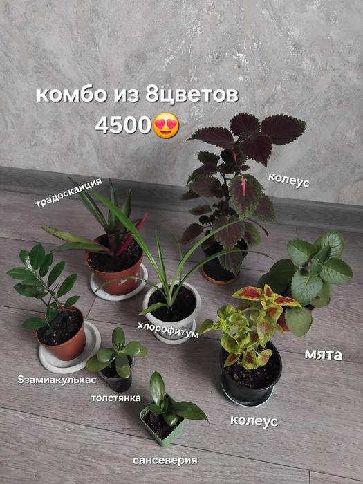 Комбо цветов разных