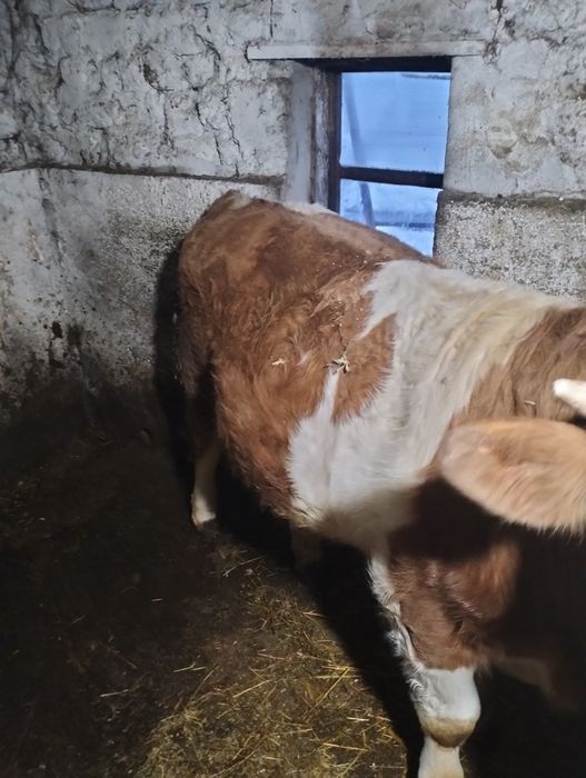 Vițel și vițea de